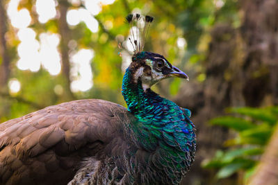 Close-up of a peacock