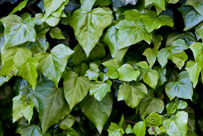 Full frame shot of green leaves