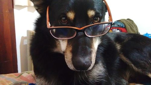 Portrait of black dog wearing sunglasses at home