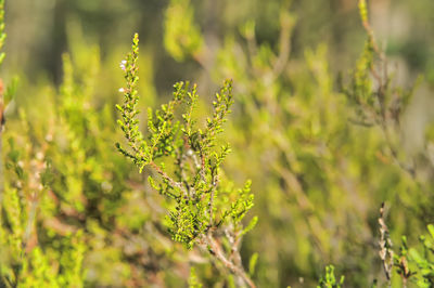 Close-up of flowering plant on field