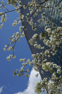 Low angle view of flowering tree against blue sky