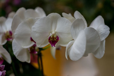 Close-up of white flowering plants