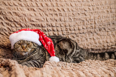 Close-up of cat lying on jute