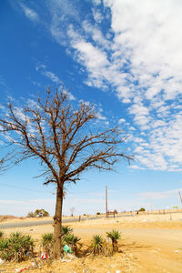 Bare tree on field against sky