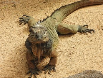 Close up of an iguana stylishly posing for the camera