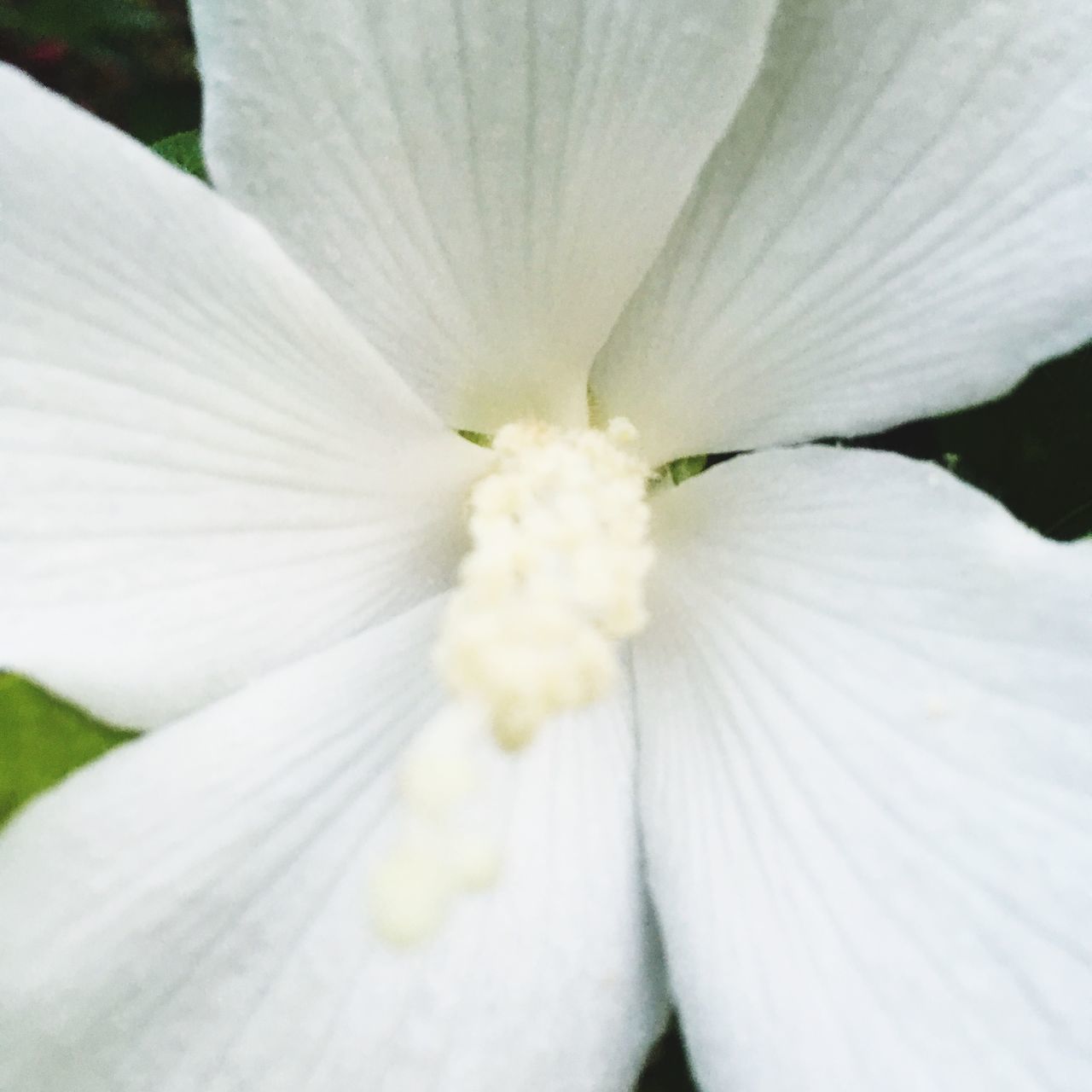 MACRO SHOT OF WHITE HIBISCUS FLOWER