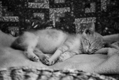 Close-up of cat sleeping