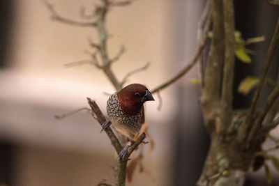 Spice finch bird lonchura punctulata perches on a branch in a tropical garden.