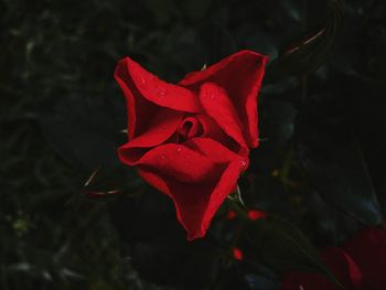 Close-up of red rose