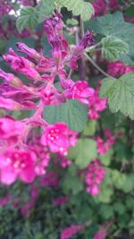 Close-up of pink flowers