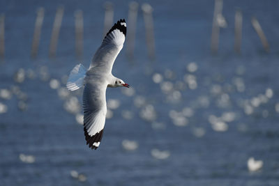 Close-up of seagull flying over lake