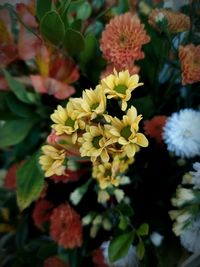 Close-up of yellow flowering plant