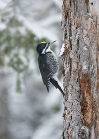 American three-toed woodpecker along the skyline trail on a winter morning, cape breton highlands