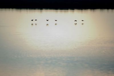 Birds swimming in lake