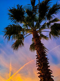Low angle view of coconut palm tree against sky