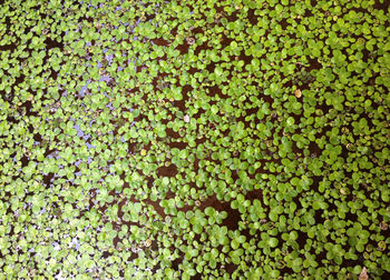 Full frame shot of plants growing on field