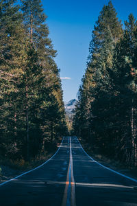 View of road amidst trees 