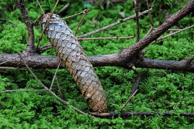 Close-up of a lizard on a tree