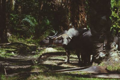 View of an animal on field