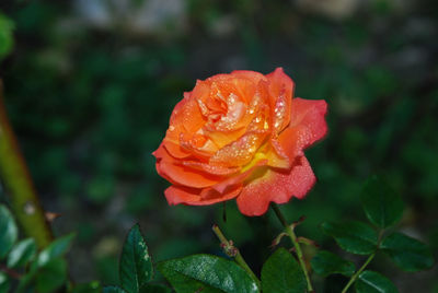 Close-up of wet orange rose blooming outdoors