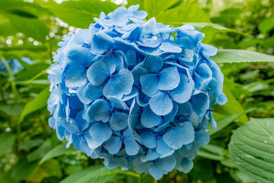 Close-up of blue hydrangea flowers