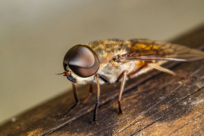 Close-up of fly on wood