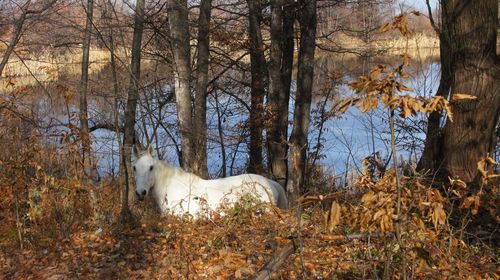 Horse standing by bare trees in forest
