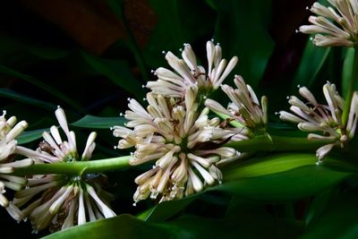 Close-up of white flowering plant