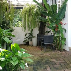 Potted plants on table in yard