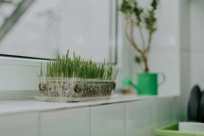 Sprouted oats in a container on the windowsill.