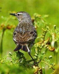 Close-up of bird perching on branch