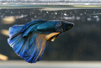 Close-up of fish swimming in tank