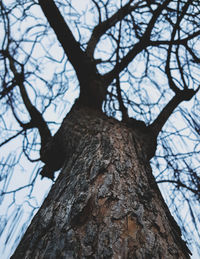 Low angle view of bare tree in forest