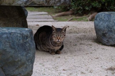Portrait of cat sitting on rock