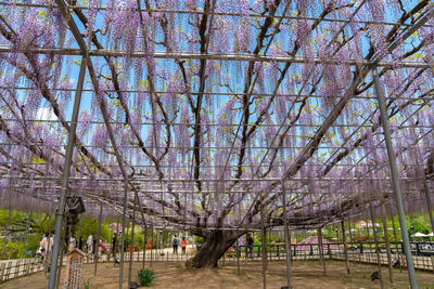 View of trees and plants in park