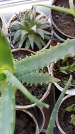 High angle view of succulent plants on field