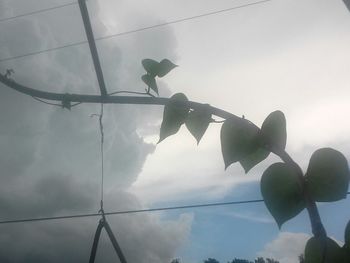 Low angle view of plants against sky