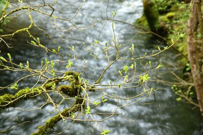 Branches of tree branches