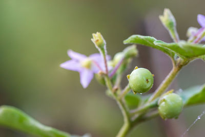 Close-up of flowering plant