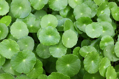 Full frame shot of small green leaves