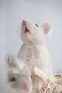 White mouse