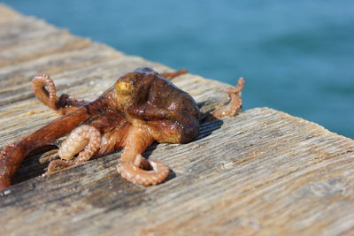 Close-up of lizard on wood