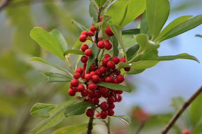 Close-up of red berries growing on tree