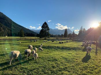 Sheep grazing in a field