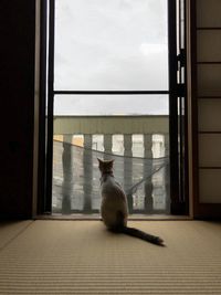 Cat looking through window