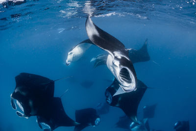 Wide angle view of a school of manta rays, in baa atoll ,madives