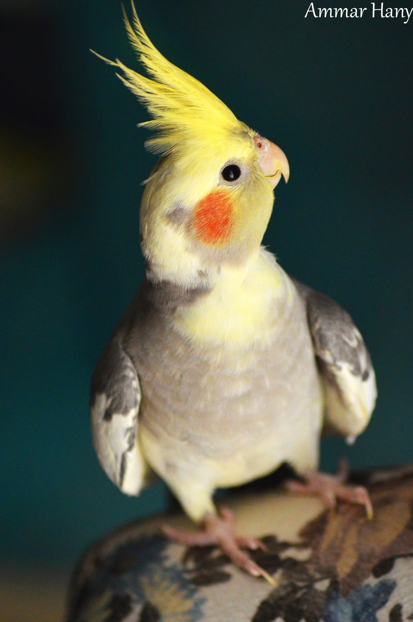 bird, one animal, animal themes, animals in the wild, close-up, animal wildlife, perching, no people, indoors, parrot, nature, day, beauty in nature