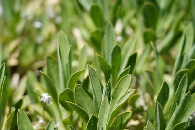 Close-up of plant growing on field