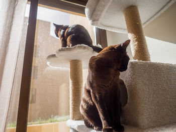 Cat looking away while sitting on window at home