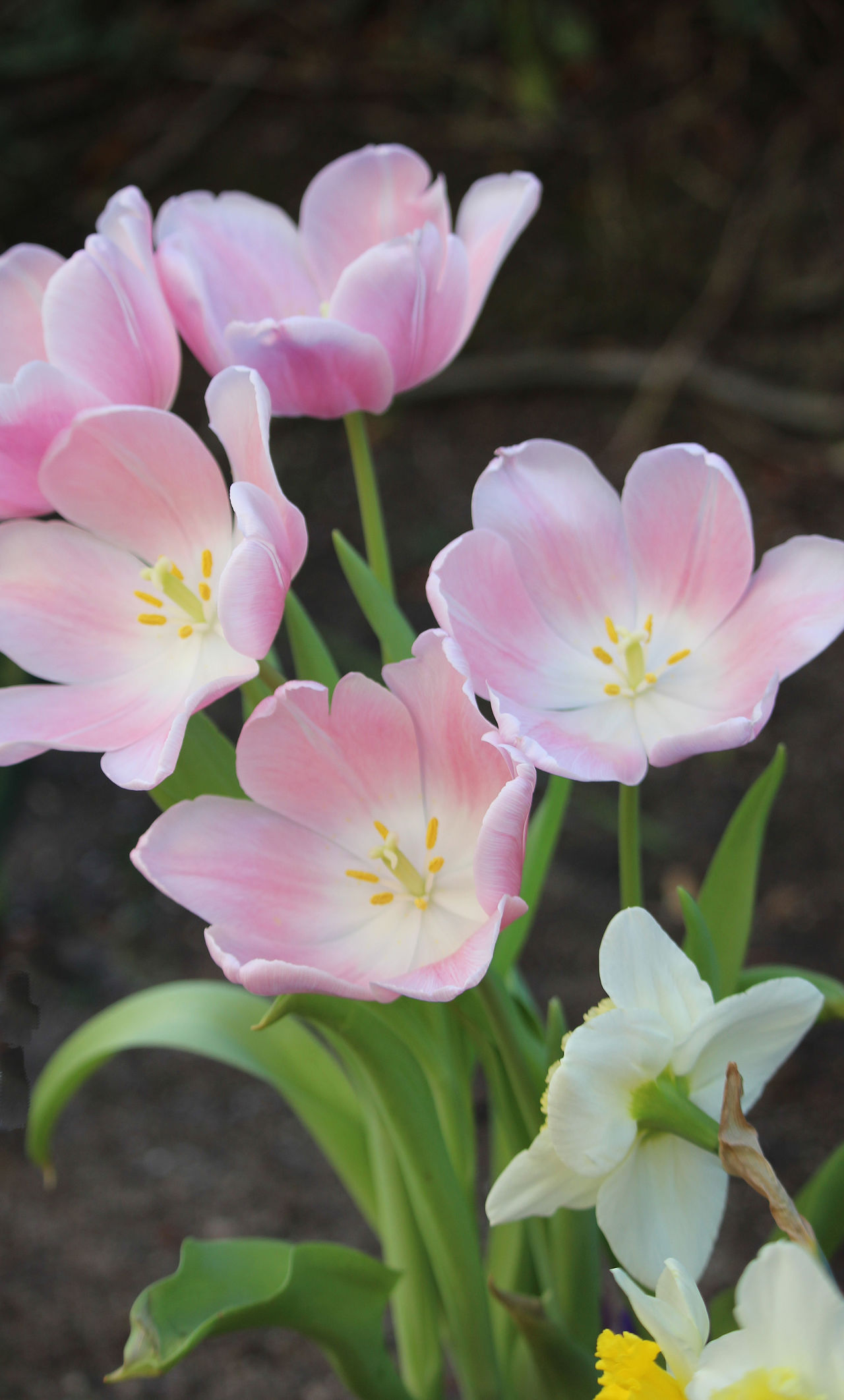 Tulips in the su